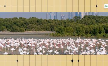 flamingo lake